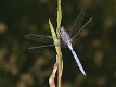 J15B0349 Orthetrum chrysostigma male